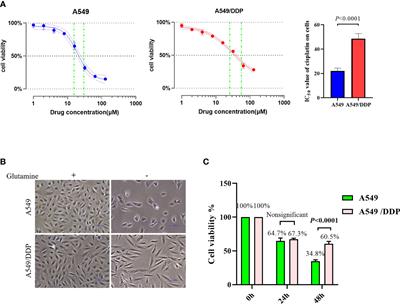 Deferoxamine Counteracts Cisplatin Resistance in A549 Lung Adenocarcinoma Cells by Increasing Vulnerability to Glutamine Deprivation-Induced Cell Death